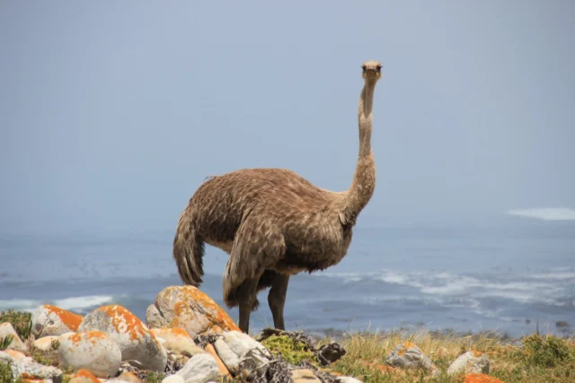 Cabo da Boa Esperança - Africa do Sul