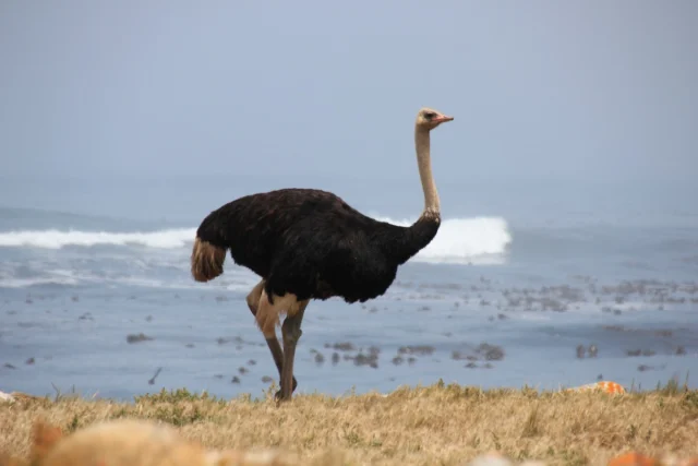 Cabo da Boa Esperança - Africa do Sul