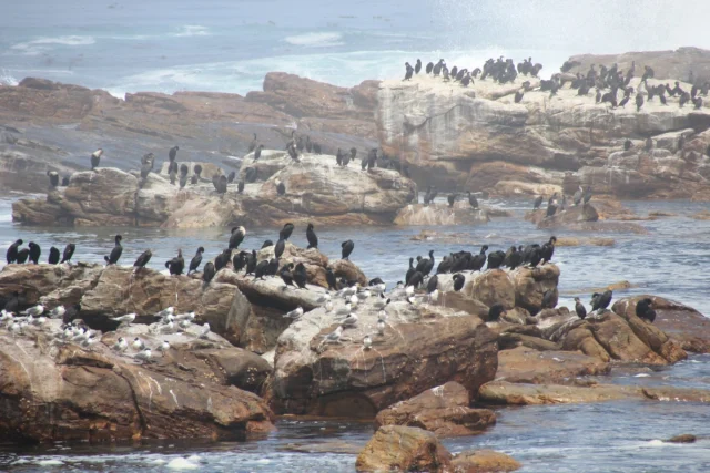 Cabo da Boa Esperança - Africa do Sul