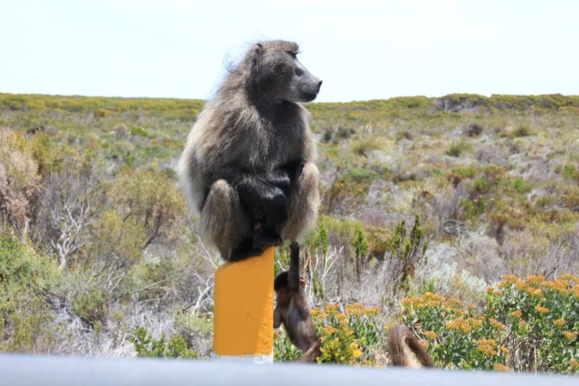 Cabo da Boa Esperança - Africa do Sul