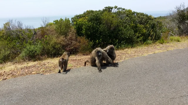 Cabo da Boa Esperança - Africa do Sul